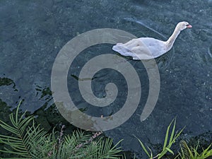 Swan, water and plants
