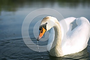 Swan on the water, portrait