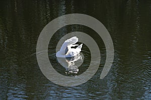 Swan in the water photo