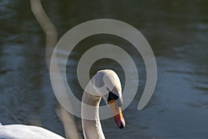 Swan in the water photo