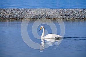 The swan in water of Sailimu lake Xinjiang, China