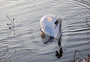 Swan in the water of Sandwell Valley Country Park
