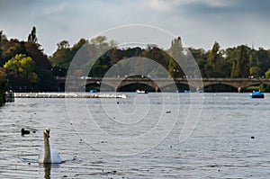 A swan in the water on the Serpentine Lake