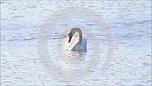 Swan in water with sun reflections