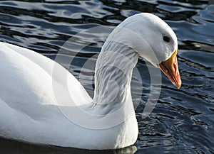 Swan in water