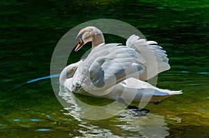 Cisne en 