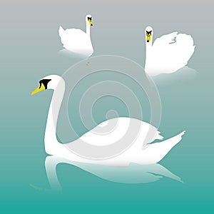 Swan on the watter eps10