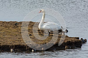 Swan on the west coast,Halland,Varberg, Sweden