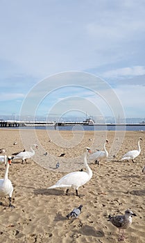 Swan whisperer at the beach photo