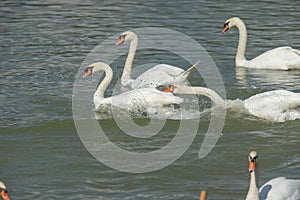 Swan white fighting on Lake, Thailand.