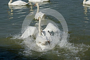 Swan white fighting on Lake, Thailand.