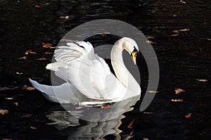 Swan photo