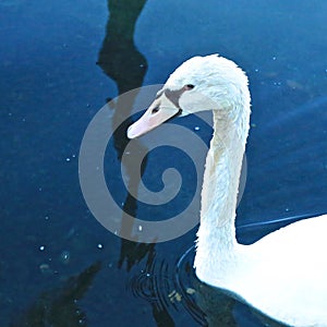 Swan