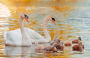 Swan. White swans. Goose. Swan family walking on water. Swan bird with little swans. Swans with nestlings