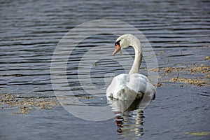 Swan - a white water bird from the Cygnini tribe