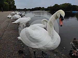 Swan