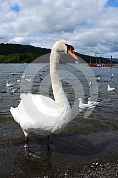 The Swan by the Windermere lake