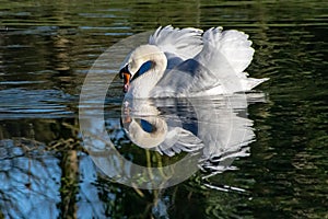 Swan in winter with outstretched feathers and reflection in clear water