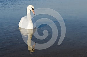 Swan during the winter season