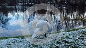 Swan winters in the city of Slupsk in Poland