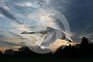 Swan in a wintry sunset photo