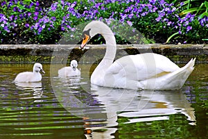 Swan and young