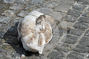 Swan, young bird, crouched on the pavement. Its beak is tucked under one wing.