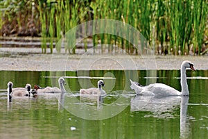 Swan in Danube Delta