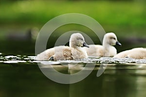 Swan youngsters on lake surface