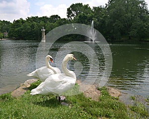 Swan1