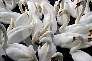 Swanlake