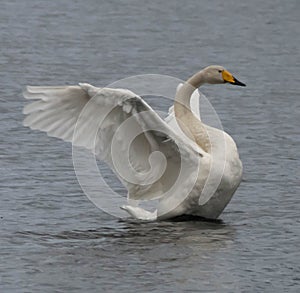 Swanlake, creatures of nature, birds