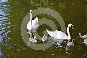 Swanlings with cob and pen mute swan relaxed in water