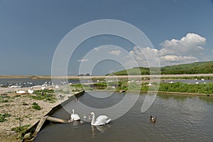 Swannery at Abbotsbury, Dorset