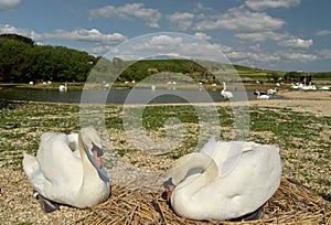 Swannery at Abbotsbury, Dorset