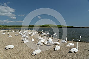 Swannery at Abbotsbury, Dorset