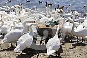 Swannery Abbotsbury Dorset England