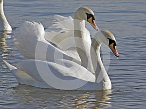 Swans photo