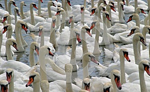 Swans