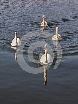 Swans