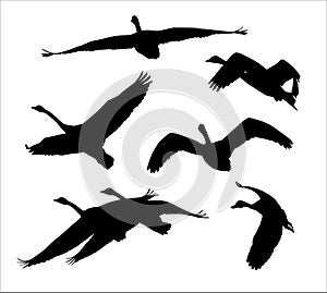 Flock of flying swans silhouettes vector set