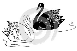 Swans vector photo