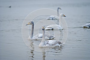 Swans