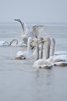 Swans
