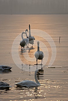 Swans