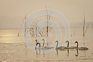 Swans