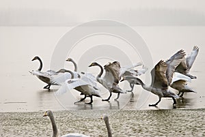 Swans