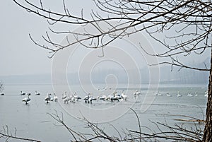 Swans