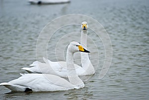 Swans