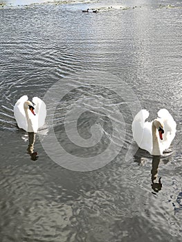 Swans 2x2 coupled partners